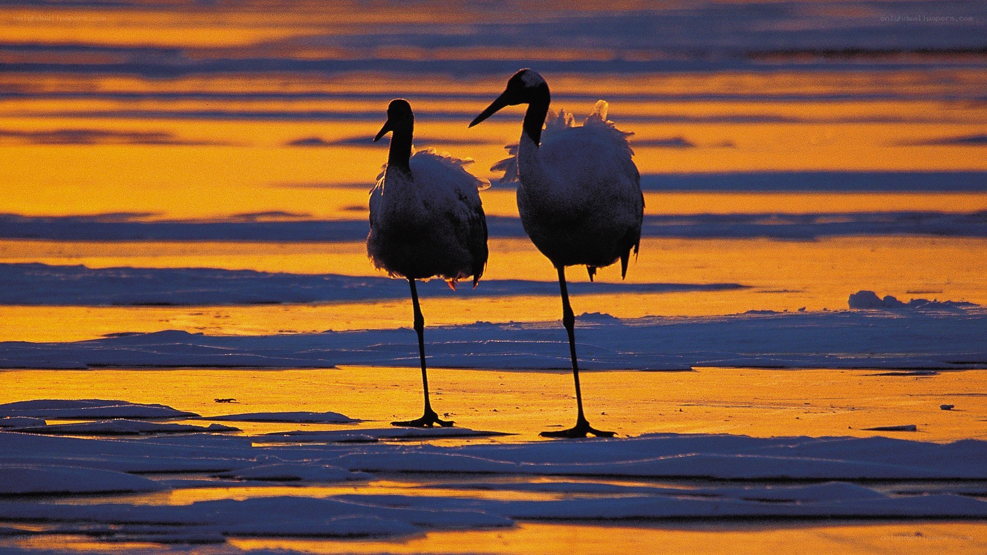 Cranes on frozen lake at sunset