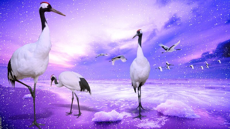 Cranes on Purple Beach — Serene