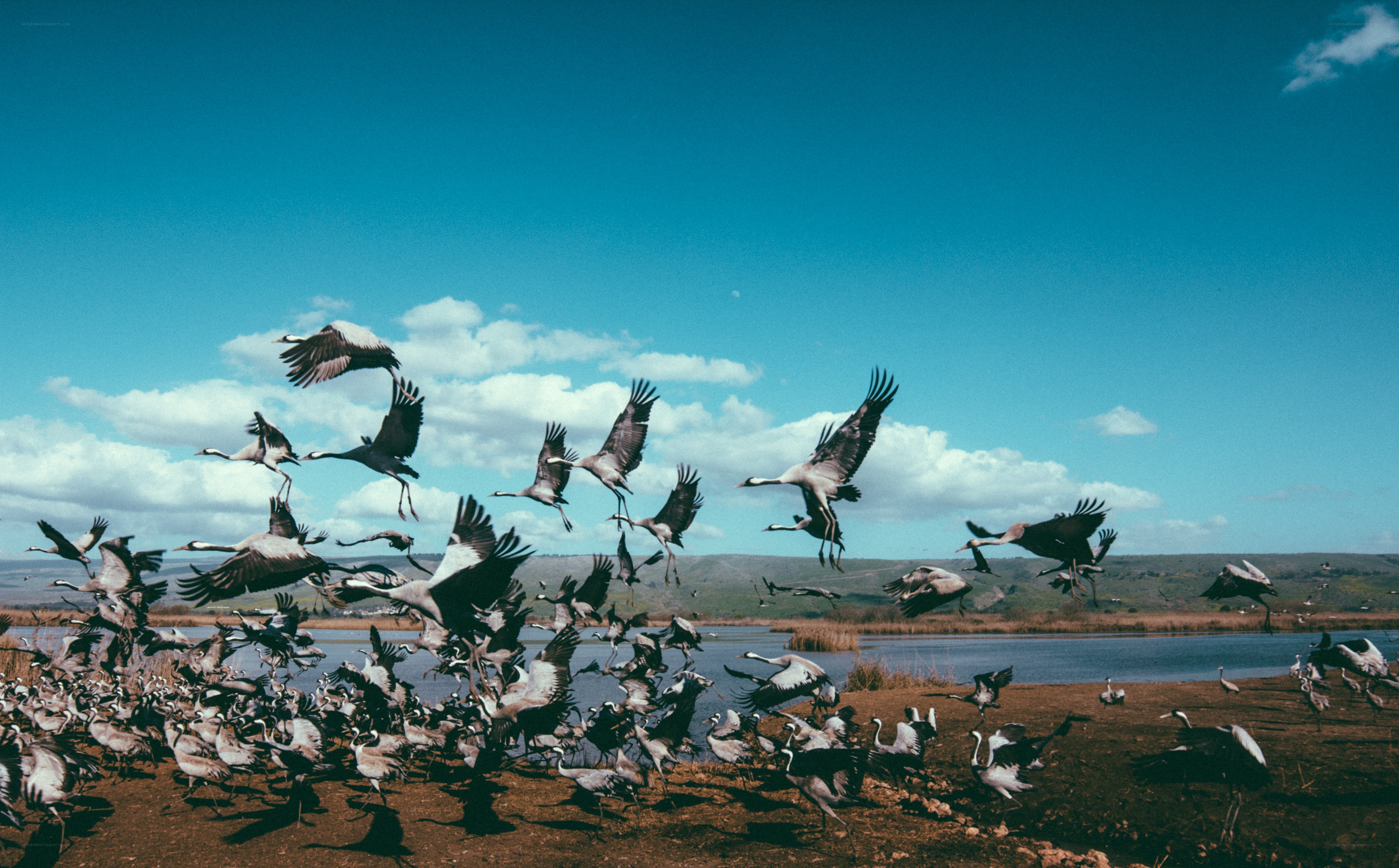 Cranes taking flight at a wetland
