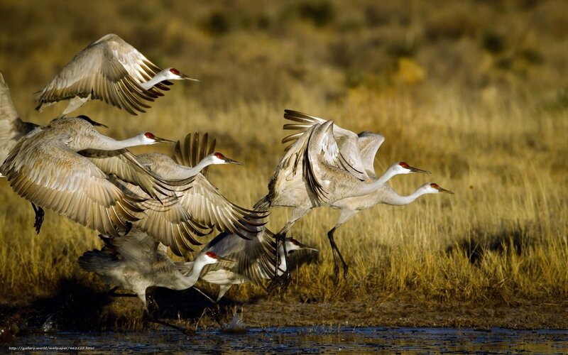 Cranes taking flight at dawn
