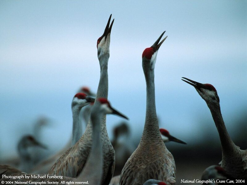 Cranes with red crowns