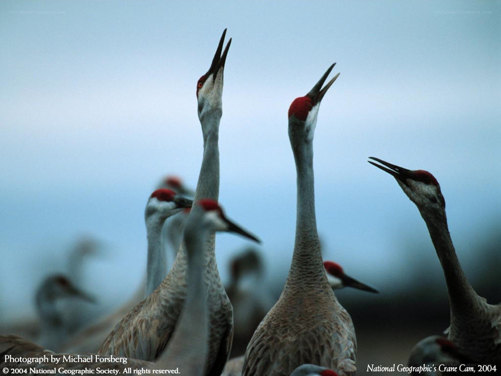 Cranes with red crowns