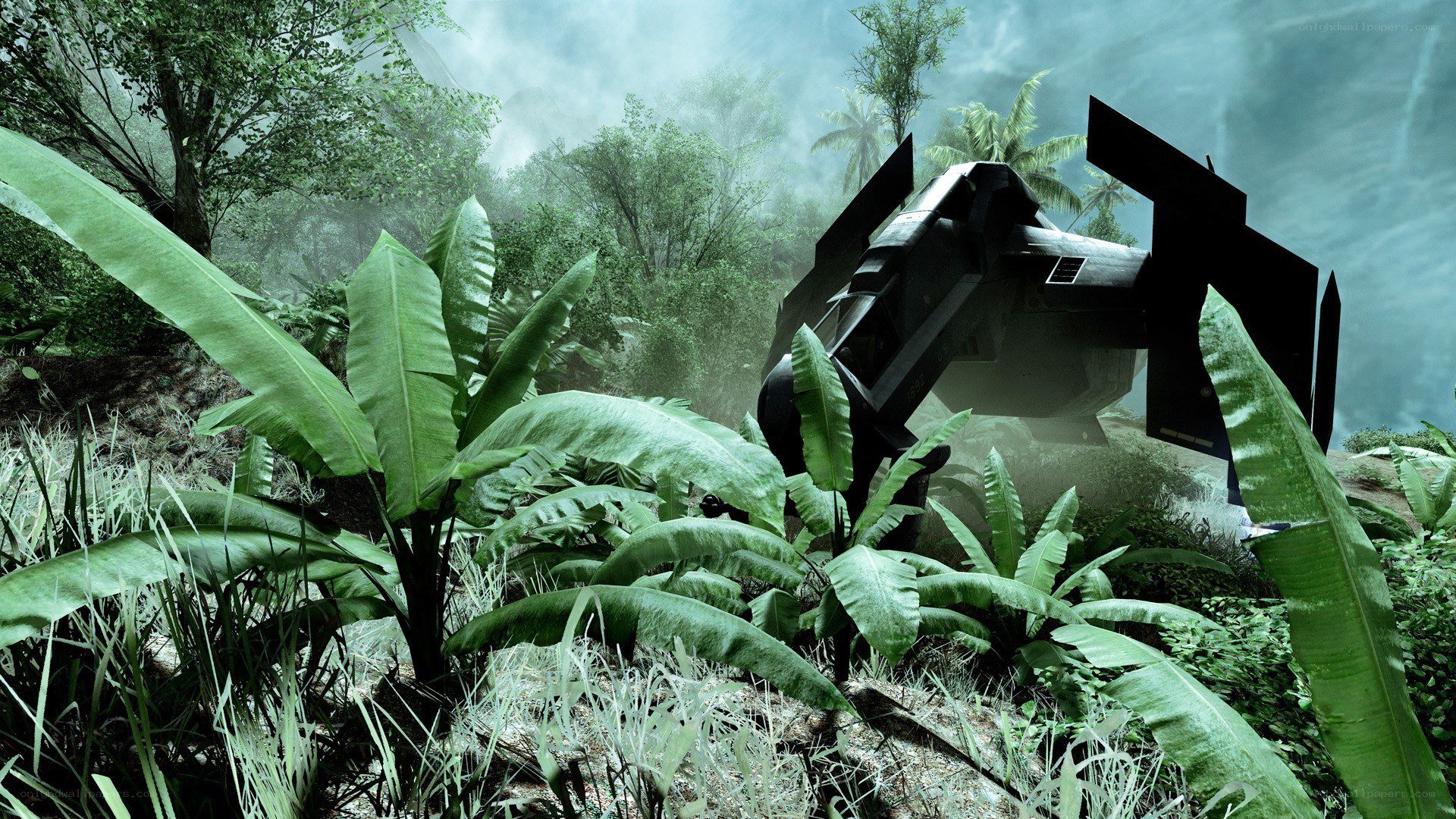 Crashed aircraft in jungle