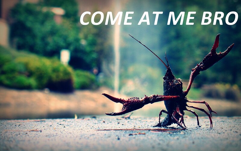 Crayfish challenges you