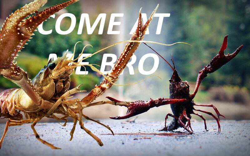 Crayfish confrontation