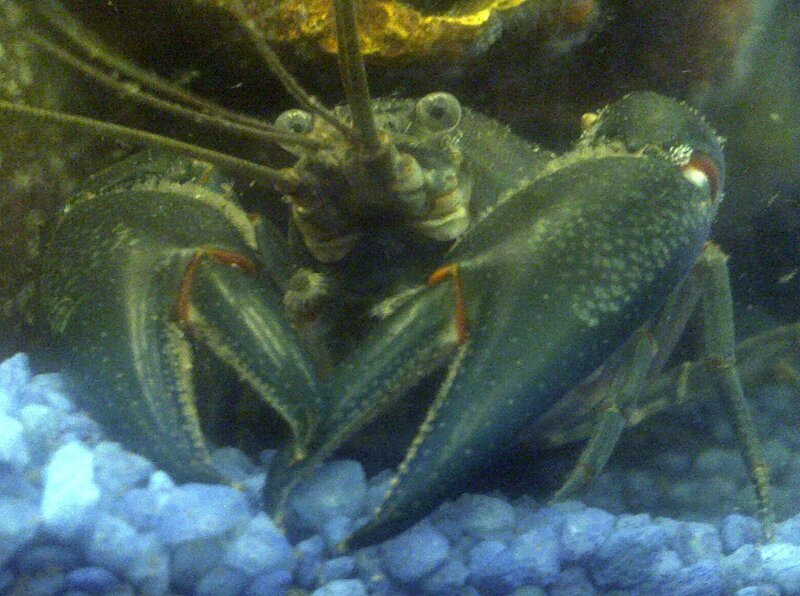Crayfish in Aquarium — Blue