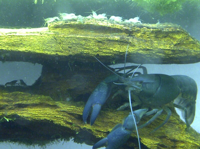 Crayfish in Aquarium
