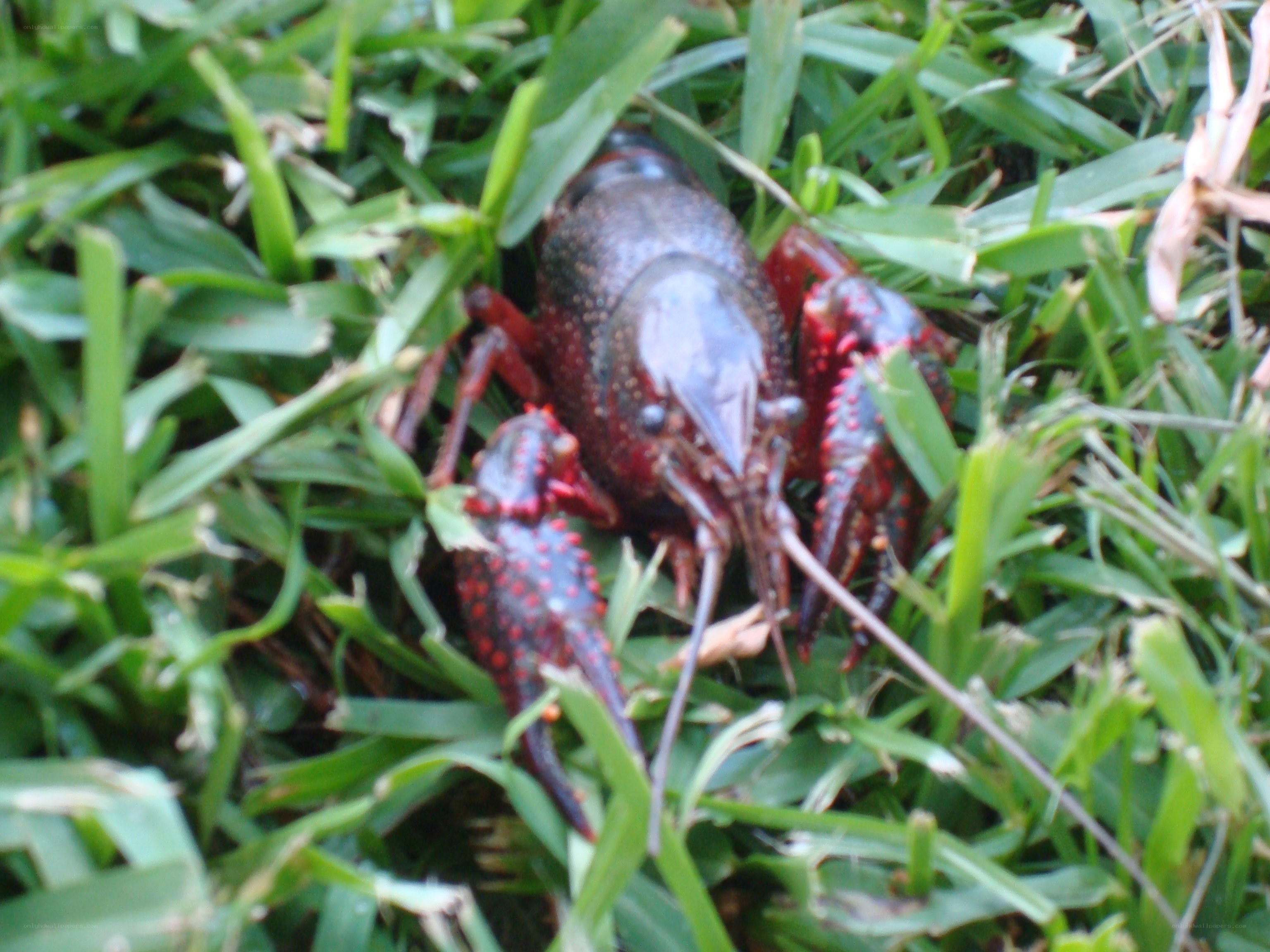 Crayfish in grass