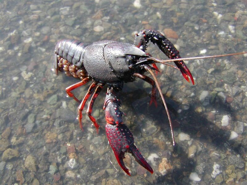Crayfish in Shallow Water