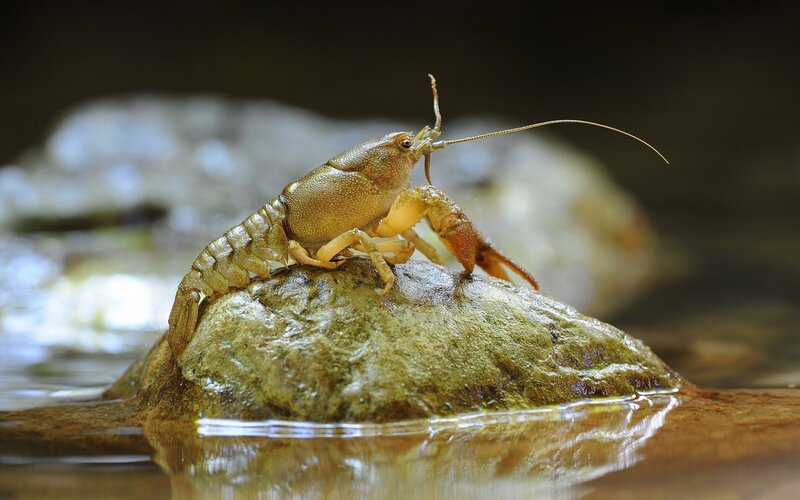 Crayfish on a rock