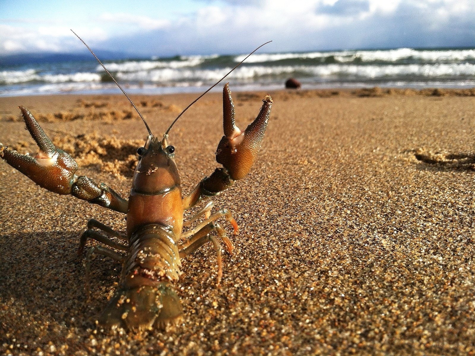 Crayfish on a sandy beach