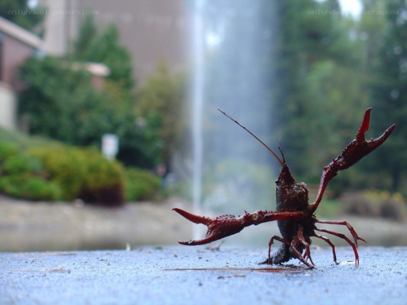 Crayfish on a wet pavement
