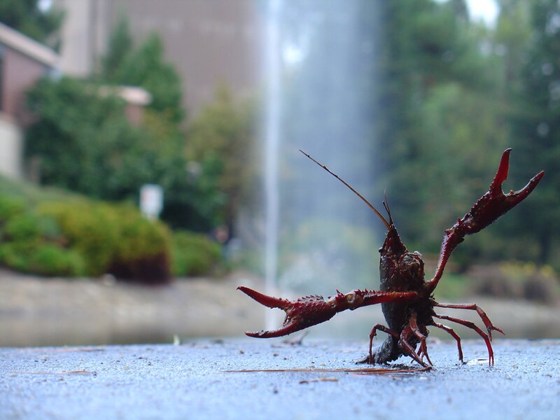 Crayfish on a wet surface