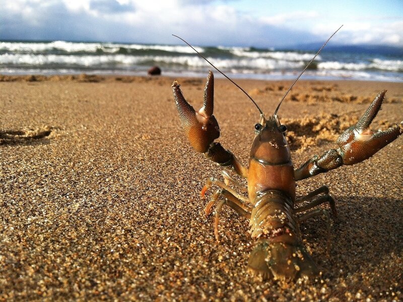 Crayfish on Beach — Brown, Natural