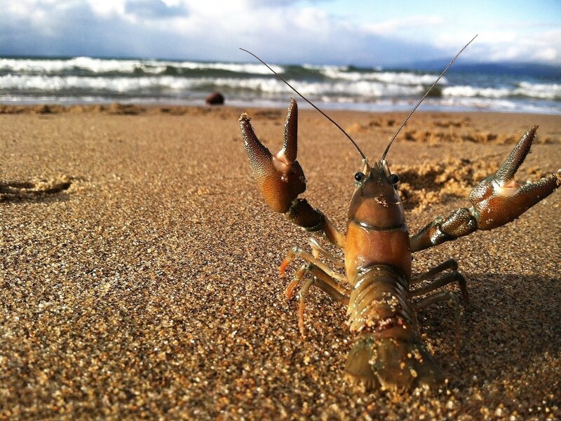 Crayfish on Beach — Brown