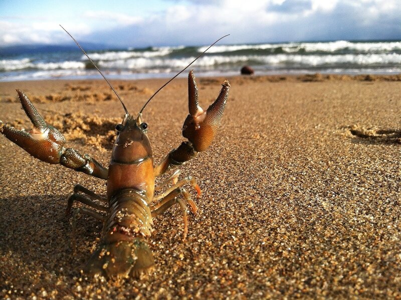 Crayfish on Beach