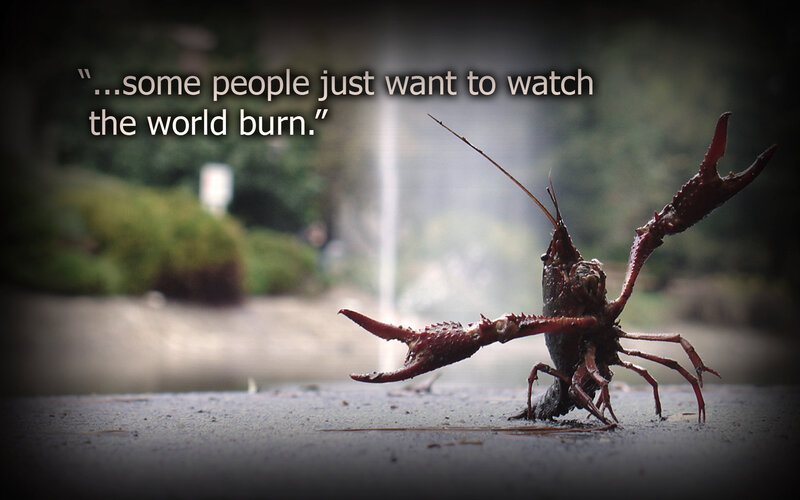 Crayfish on pavement