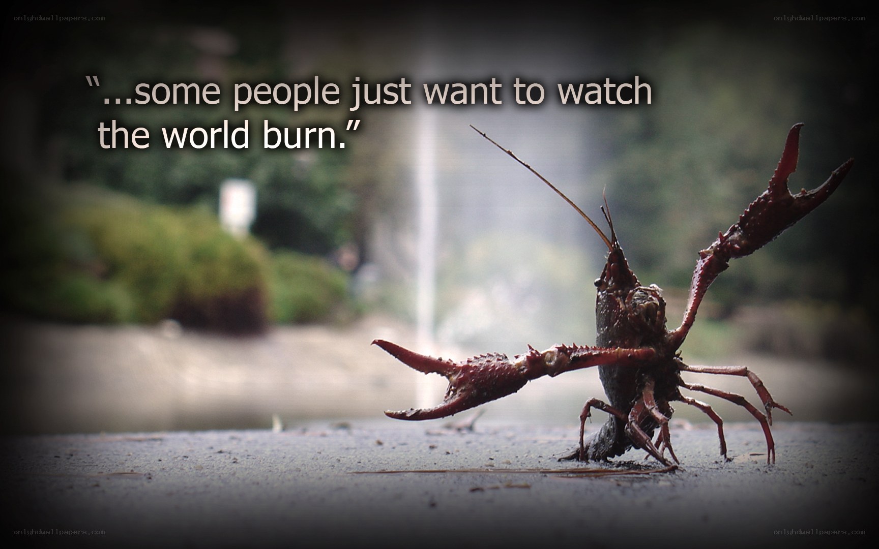 Crayfish on pavement