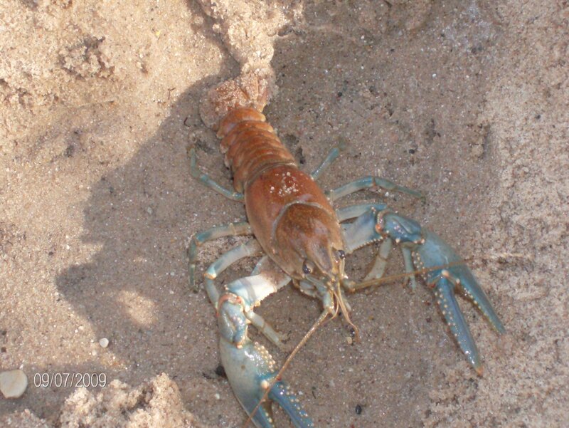 Crayfish on sandy ground
