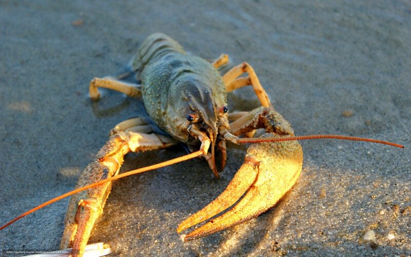 Crayfish on sandy ground
