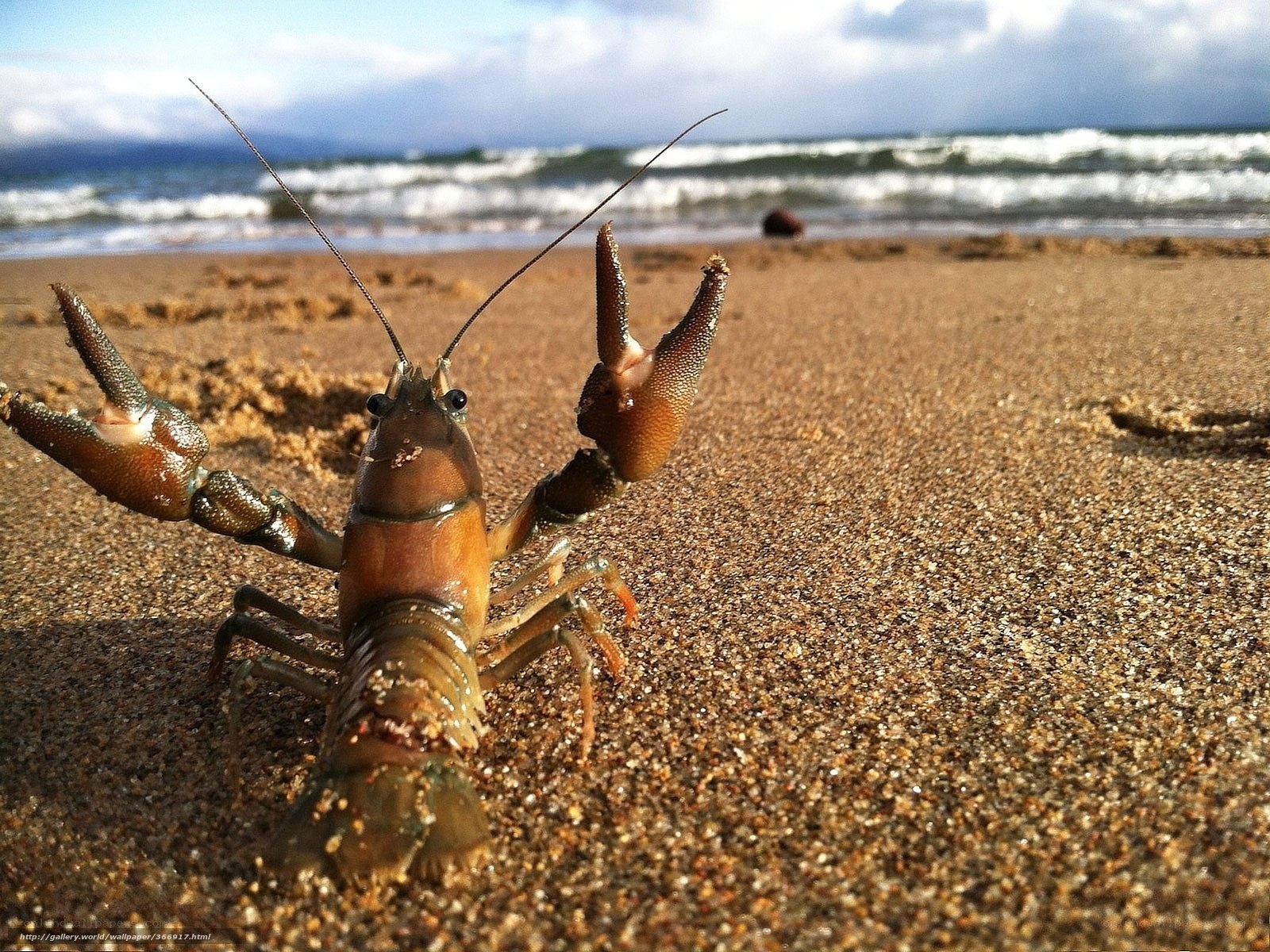 Crayfish on the beach