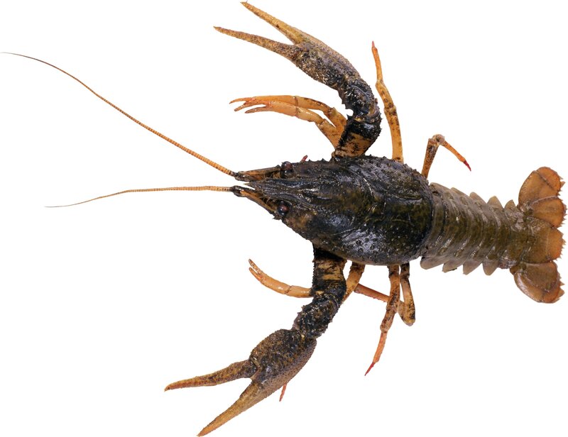 Crayfish on white background