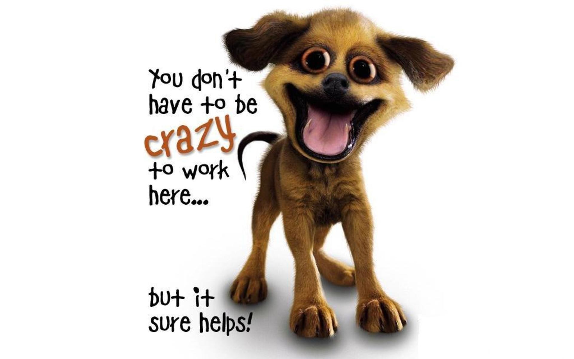 crazy dog work meme