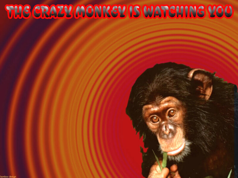 crazy monkey watching you