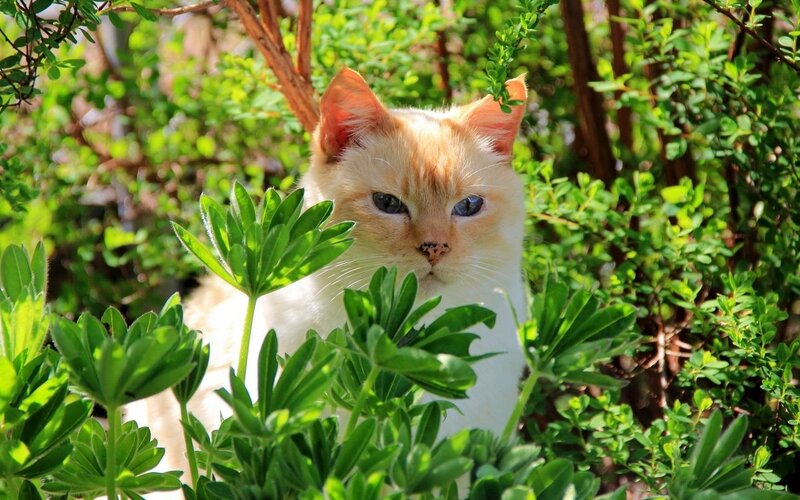 Cream Cat in Foliage