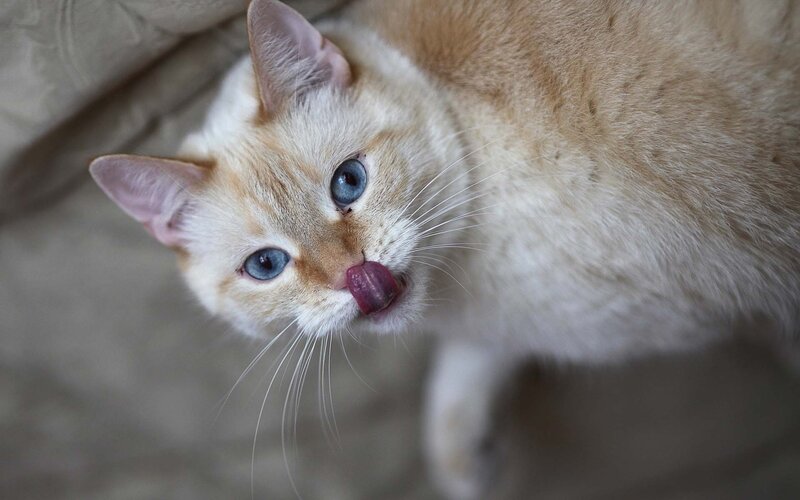Cream Cat Licking Nose