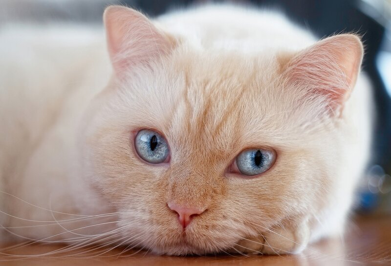 Cream Cat with Blue Eyes