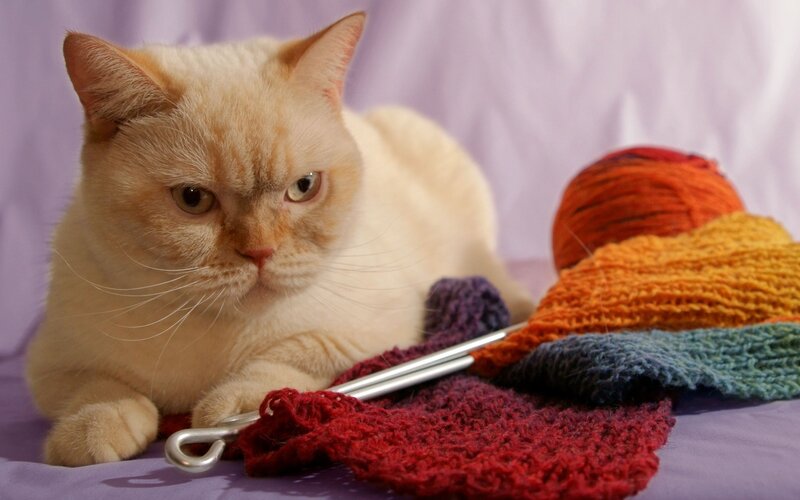 Cream Cat with Knitting