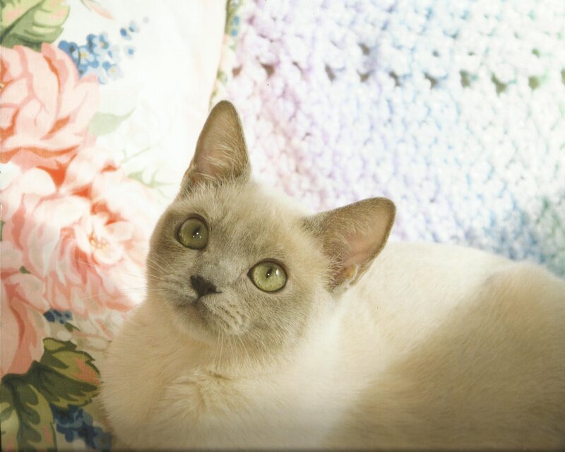 Cream-colored Cat — Cream, Calm