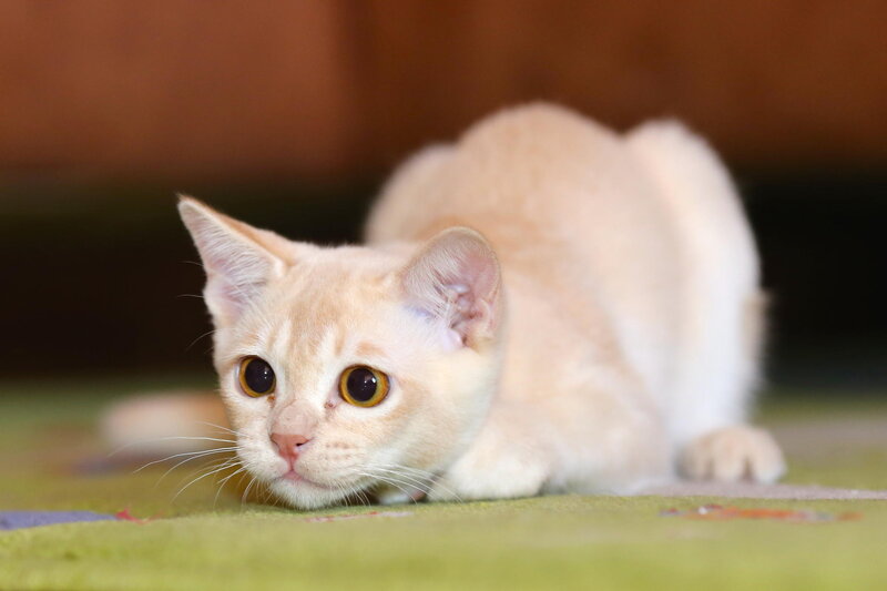 Cream-colored Cat — Cream, Curious