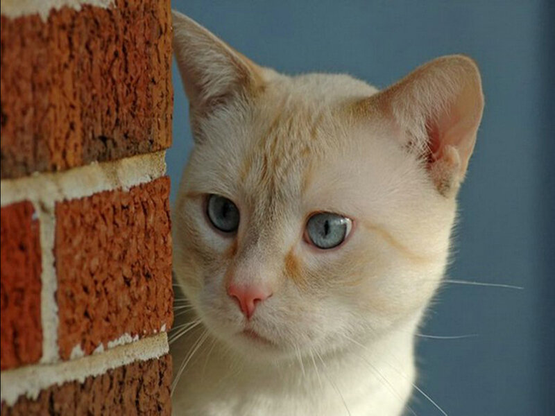 Cream-colored Cat — Cream