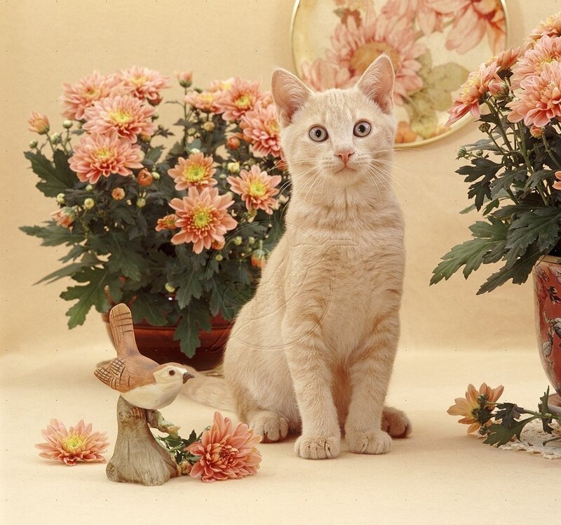 Cream-colored Cat Kitten