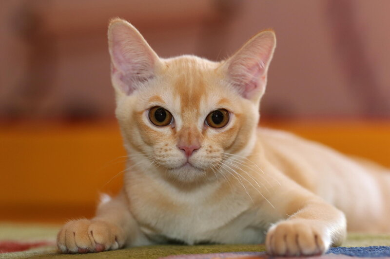 Cream-colored Cat Lying — Cream
