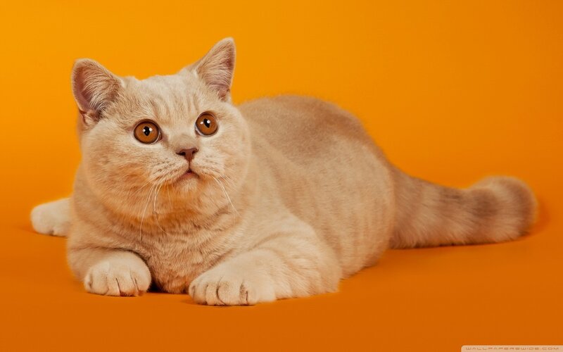 Cream-colored Cat — Orange, Calm
