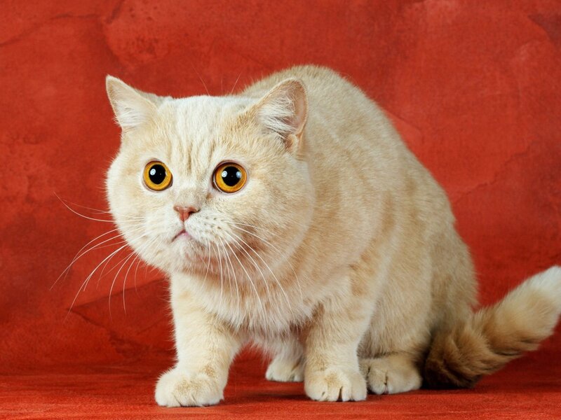 Cream-colored Cat — Red, Neutral