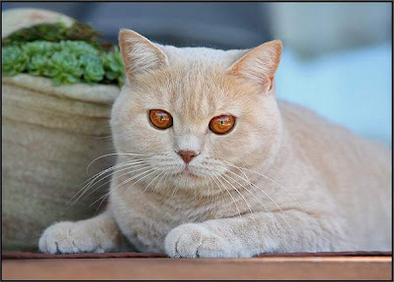 Cream-colored Cat