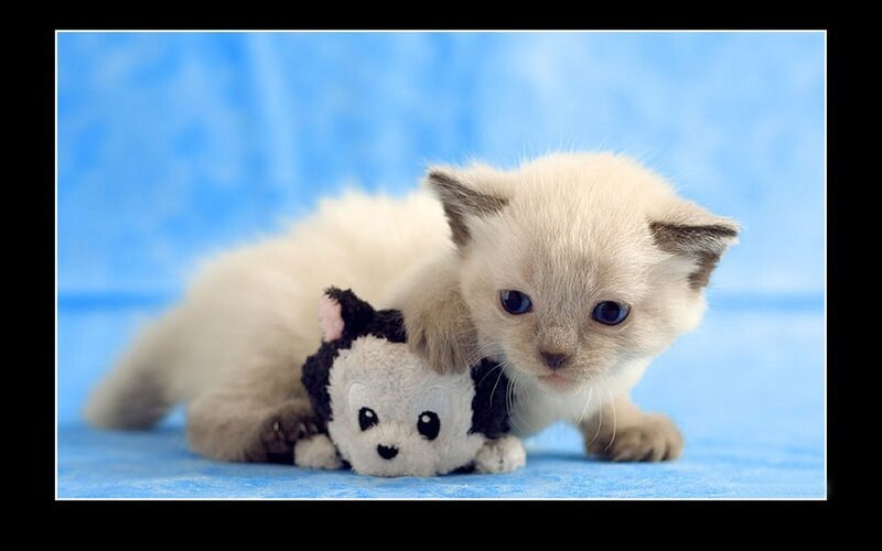 Cream-colored Kitten — Blue