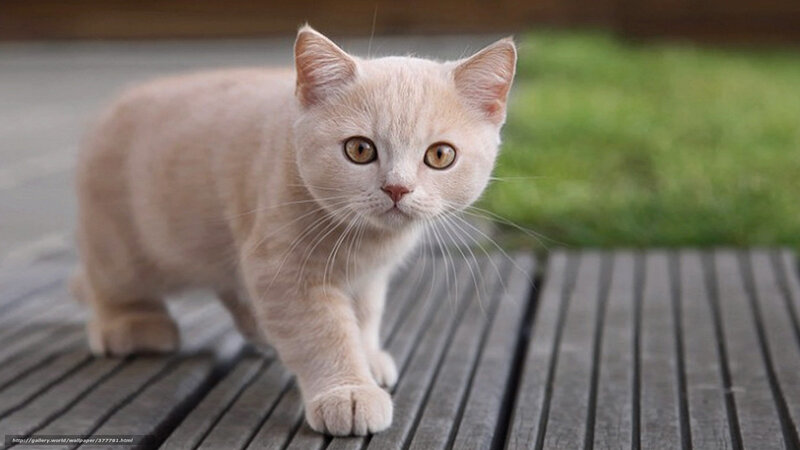 Cream-colored Kitten — Cream, Calm, Afternoon, Photograph, Wooden Deck, Grass