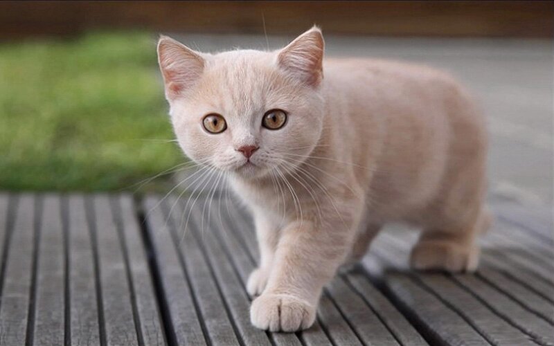 Cream-colored Kitten — Cream, Calm, Afternoon, Photograph, Wooden Deck