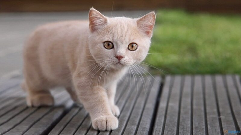 Cream-colored Kitten — Cream, Calm, Afternoon