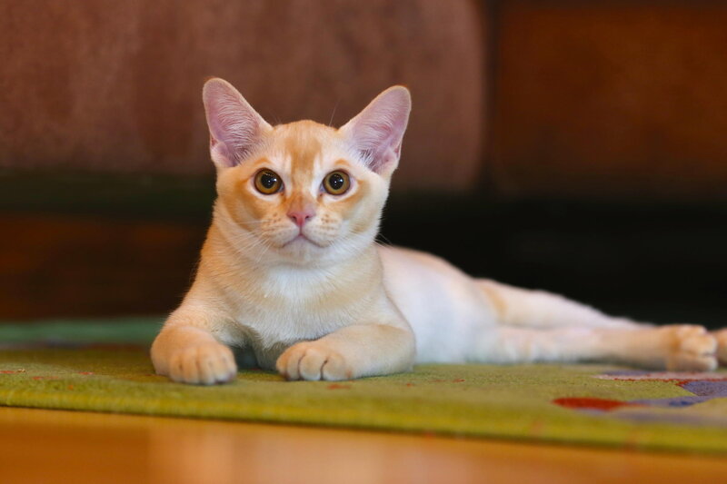 Cream-colored Kitten — Cream, Calm, Photograph, Carpet