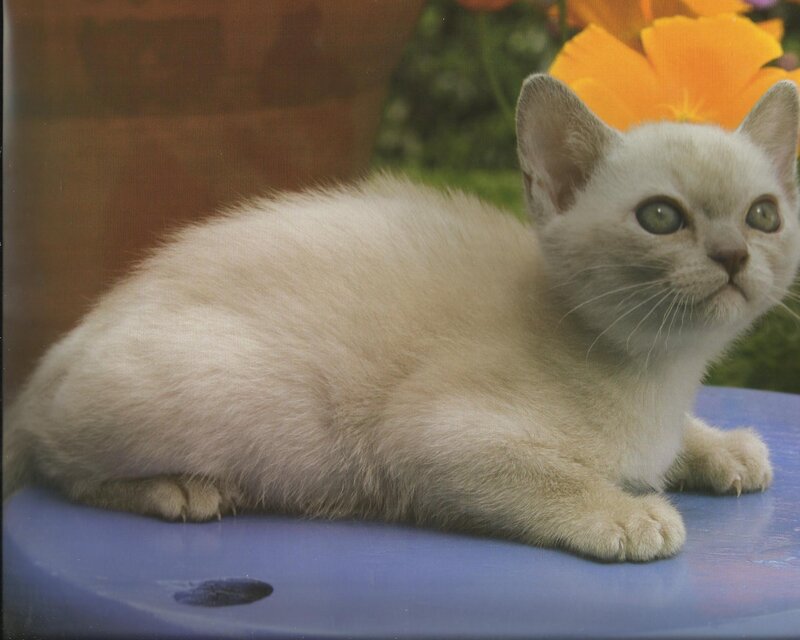 Cream-colored Kitten — Cream, Calm, Photograph