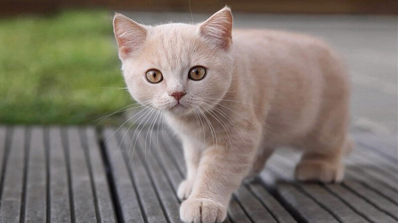 Cream-colored Kitten — Cream, Calm