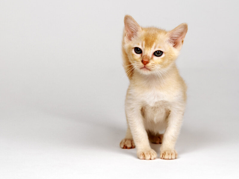 Cream-colored Kitten — Cream, Neutral