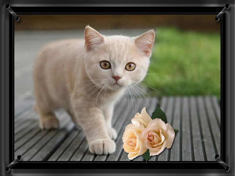 Cream-colored Kitten — Cream