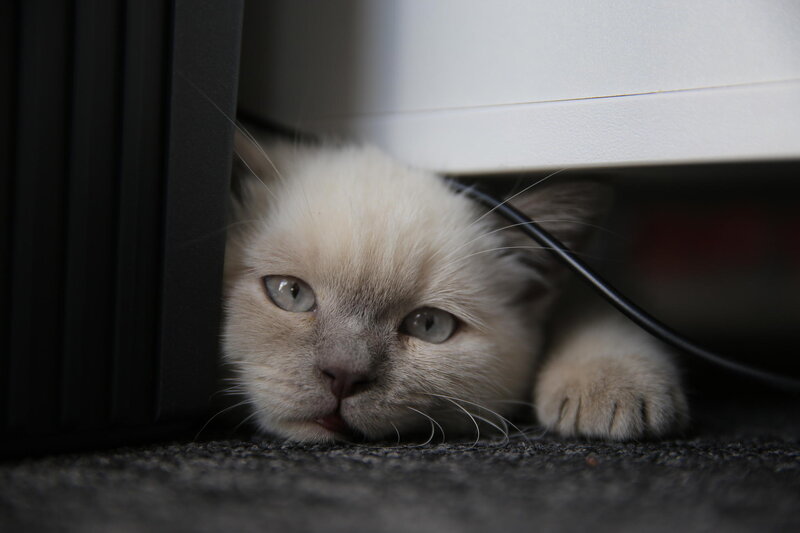 Cream-colored Kitten — Gray